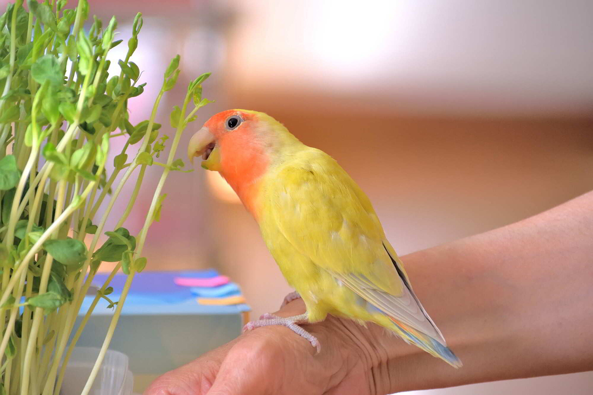 コザクラインコの平均寿命は10〜15年!長生きさせる飼い方のポイントを解説