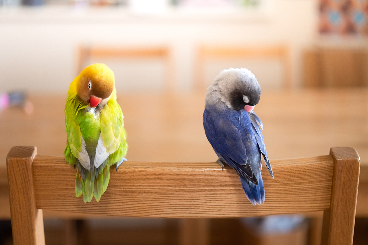 コザクラインコの平均寿命は10〜15年!長生きさせる飼い方のポイントを解説