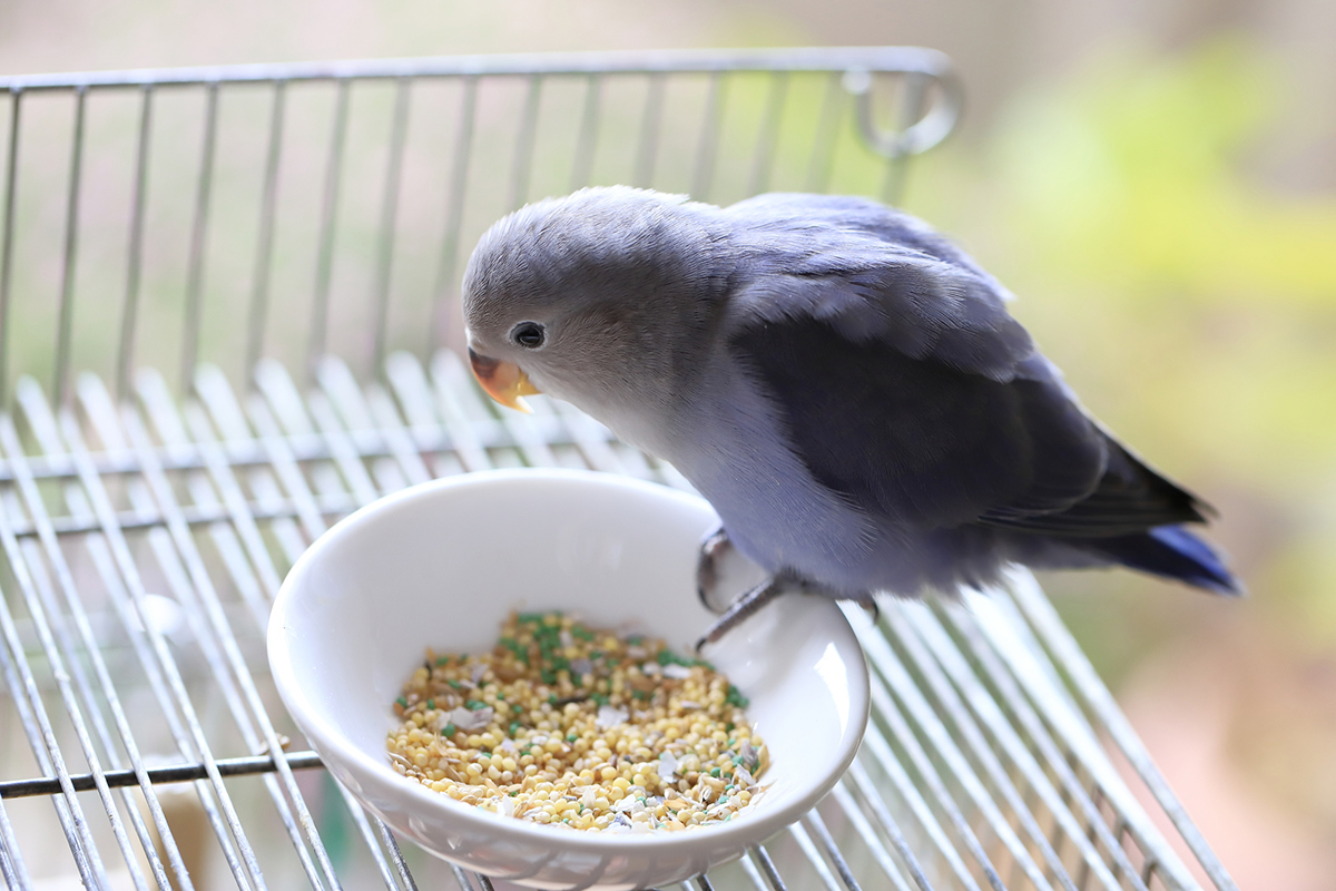 コザクラインコの平均寿命は10〜15年!長生きさせる飼い方のポイントを解説