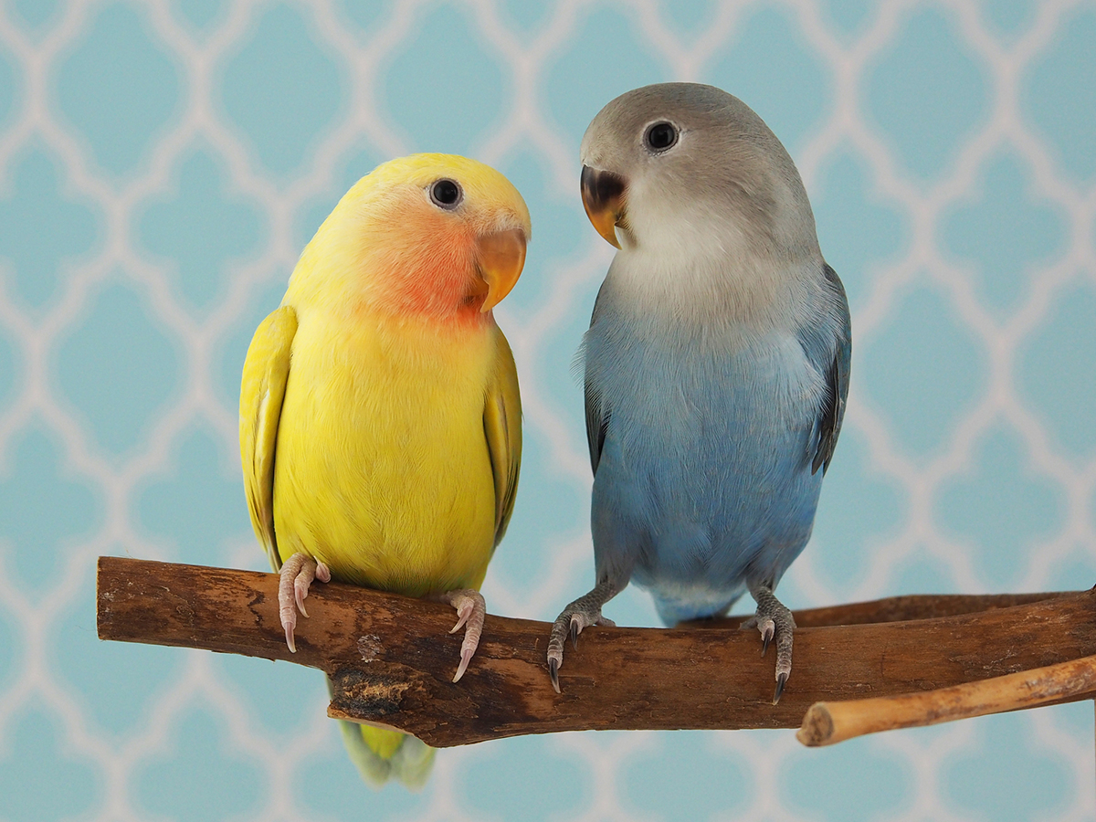 コザクラインコの平均寿命は10〜15年!長生きさせる飼い方のポイントを解説