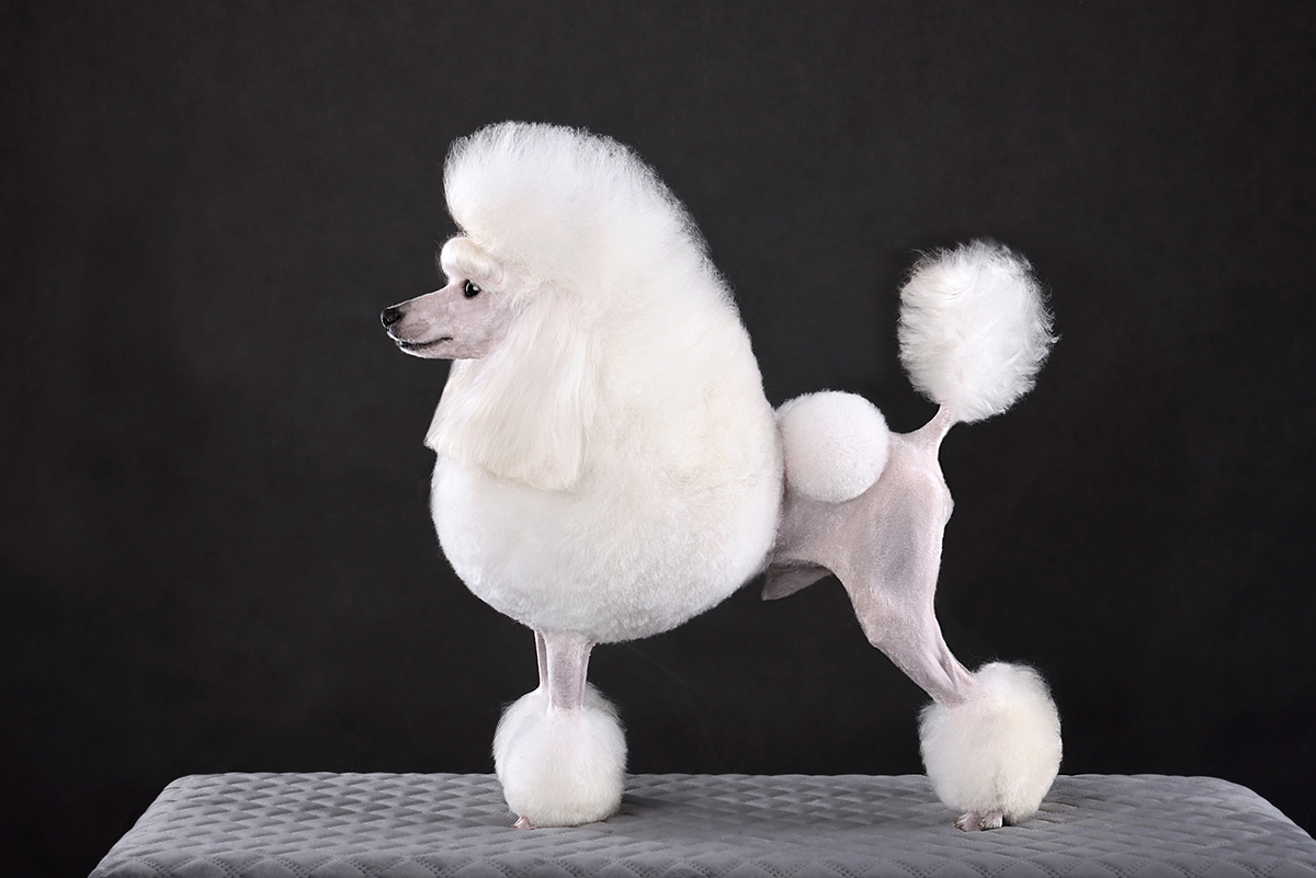 プードルの種類を徹底解説！サイズ・毛色・ヘアカットと飼い方のポイントの画像03