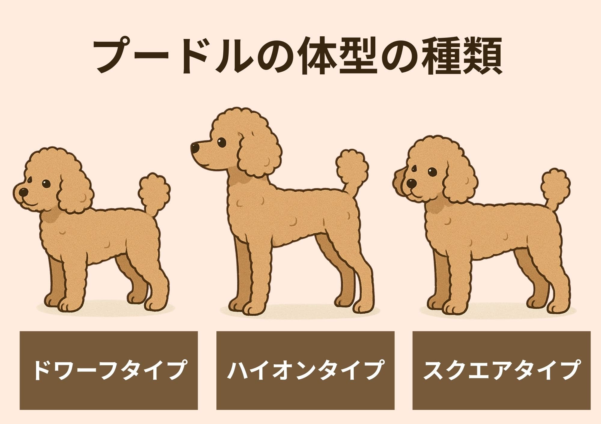 プードルの種類を徹底解説！サイズ・毛色・ヘアカットと飼い方のポイントの画像09