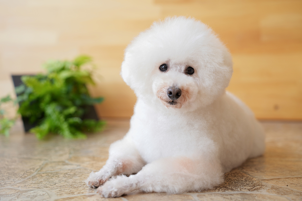プードルの種類を徹底解説！サイズ・毛色・ヘアカットと飼い方のポイントの画像14