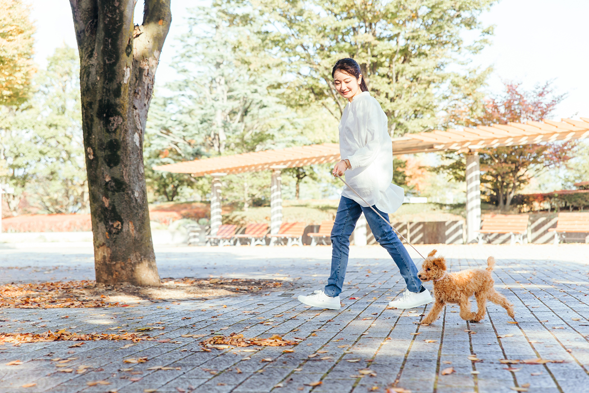 プードルの種類を徹底解説！サイズ・毛色・ヘアカットと飼い方のポイントの画像23