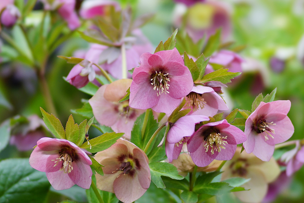 切り花を長持ちさせるには?お手入れの方法と人気の花を紹介【実例あり】の画像10