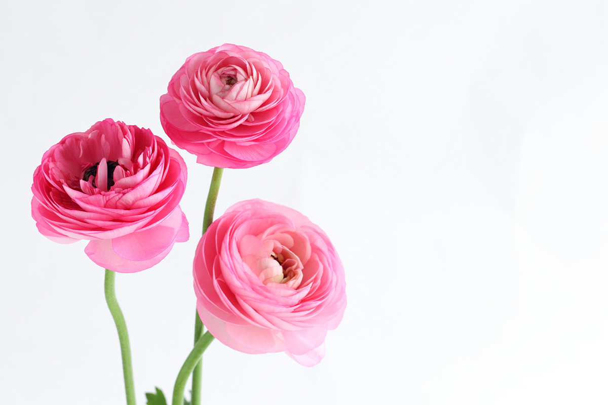 切り花を長持ちさせるには?お手入れの方法と人気の花を紹介【実例あり】の画像12