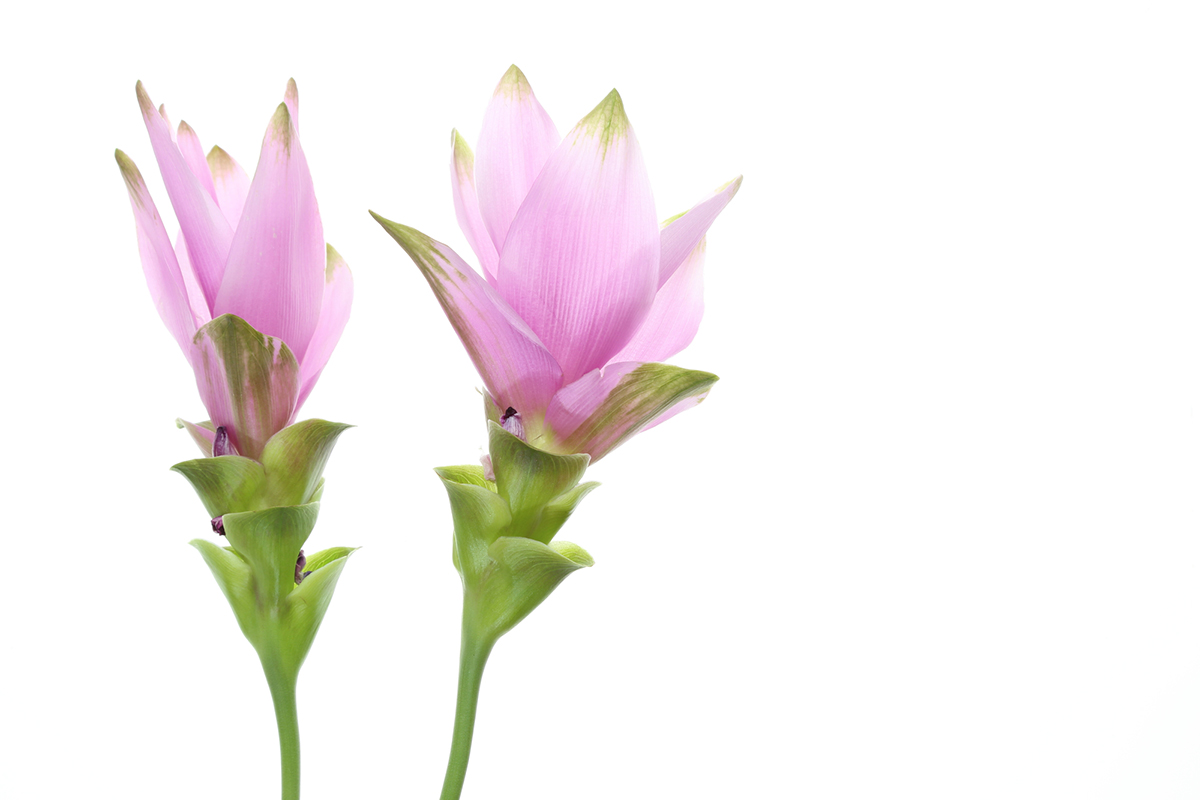 切り花を長持ちさせるには?お手入れの方法と人気の花を紹介【実例あり】の画像16