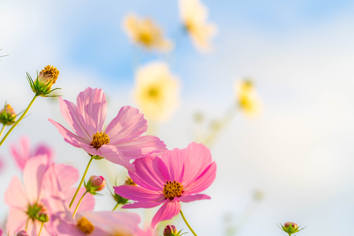 切り花を長持ちさせるには?お手入れの方法と人気の花を紹介【実例あり】の画像17