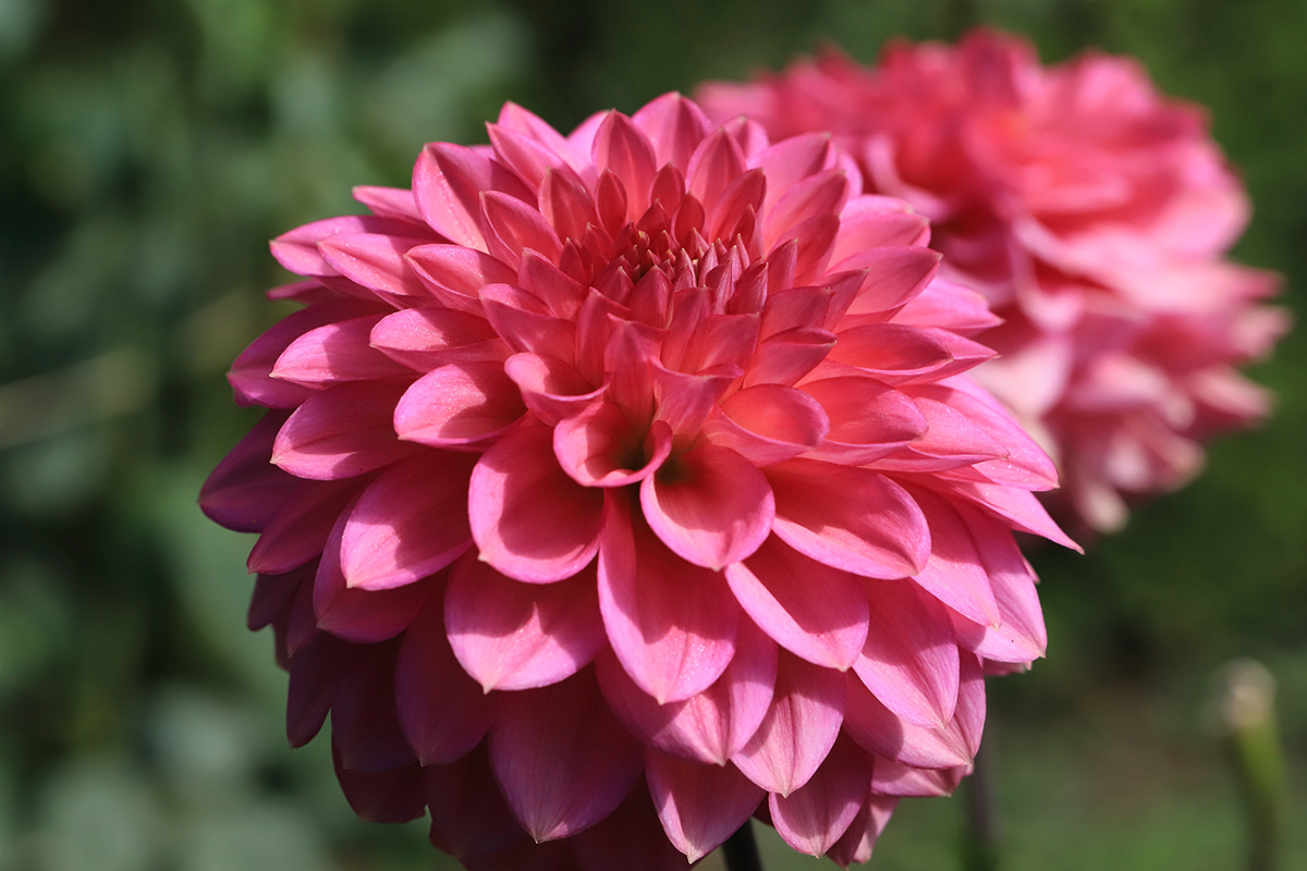 切り花を長持ちさせるには?お手入れの方法と人気の花を紹介【実例あり】の画像19