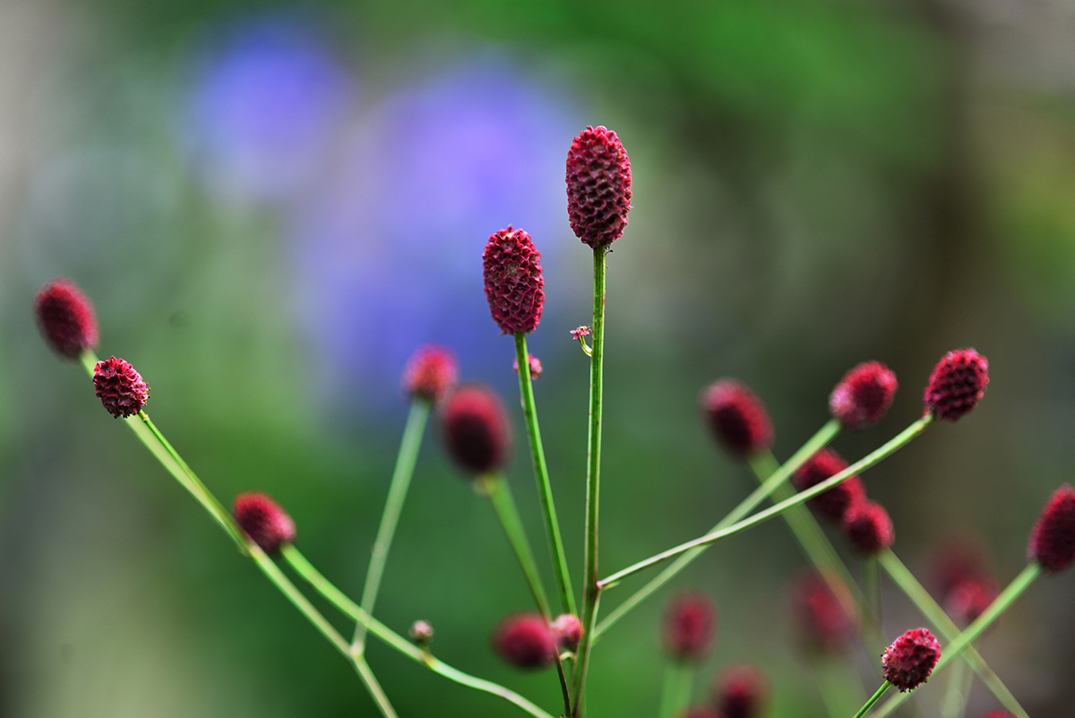 切り花を長持ちさせるには?お手入れの方法と人気の花を紹介【実例あり】の画像20