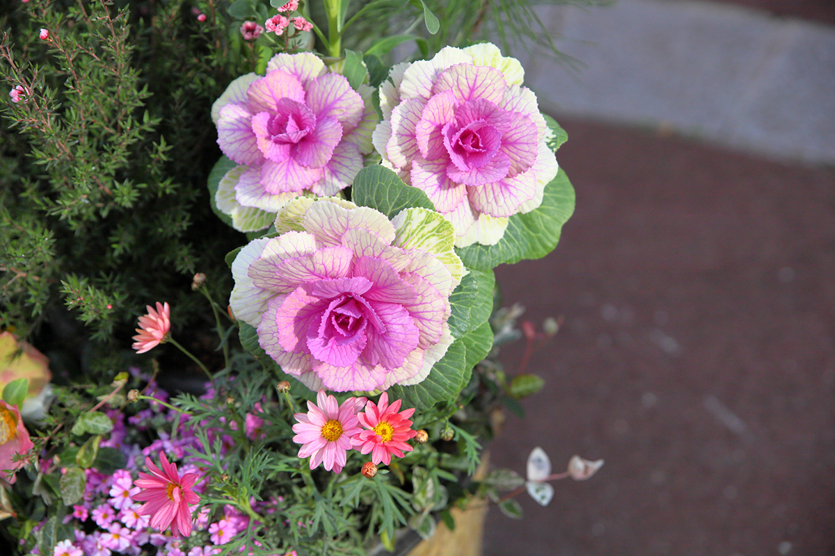切り花を長持ちさせるには?お手入れの方法と人気の花を紹介【実例あり】の画像22