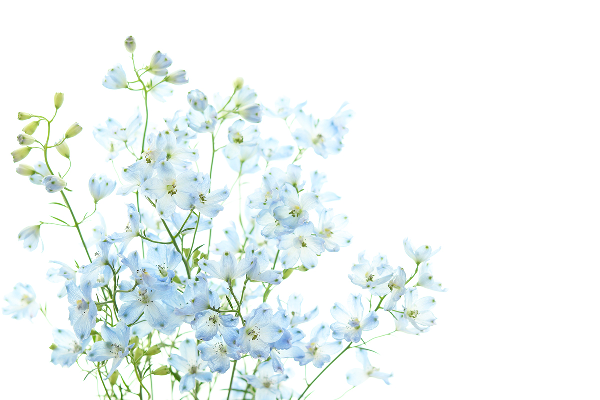 切り花を長持ちさせるには?お手入れの方法と人気の花を紹介【実例あり】の画像25