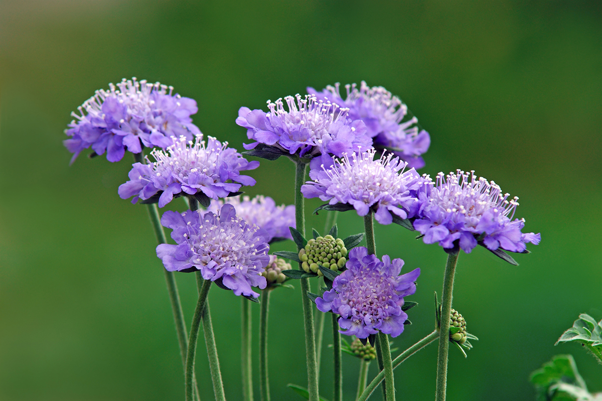 切り花を長持ちさせるには?お手入れの方法と人気の花を紹介【実例あり】の画像27