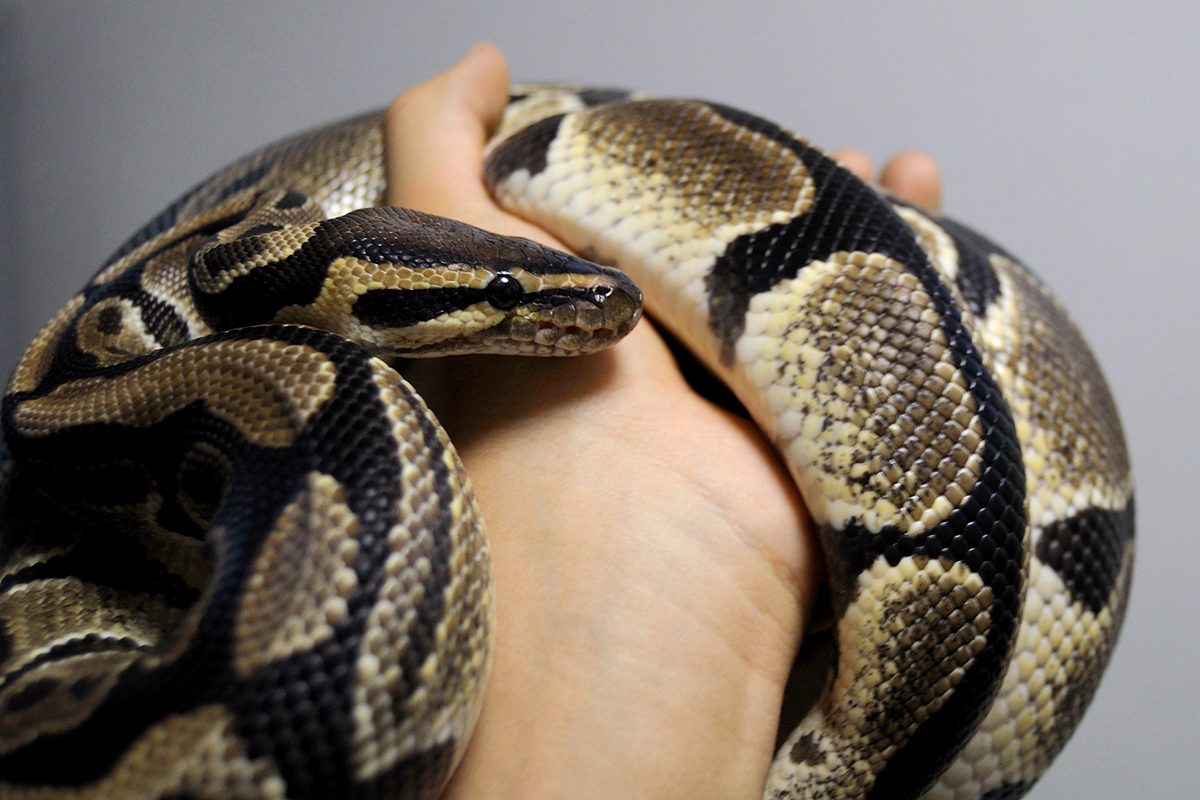 ボールパイソンの飼い方を初心者向けに解説!特徴・モルフ・値段・寿命など基礎知識まとめの画像02