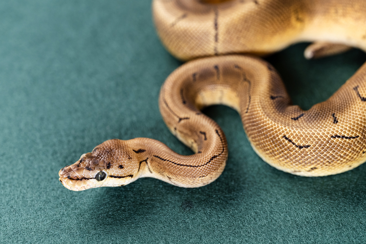 ボールパイソンの飼い方を初心者向けに解説!特徴・モルフ・値段・寿命など基礎知識まとめの画像03
