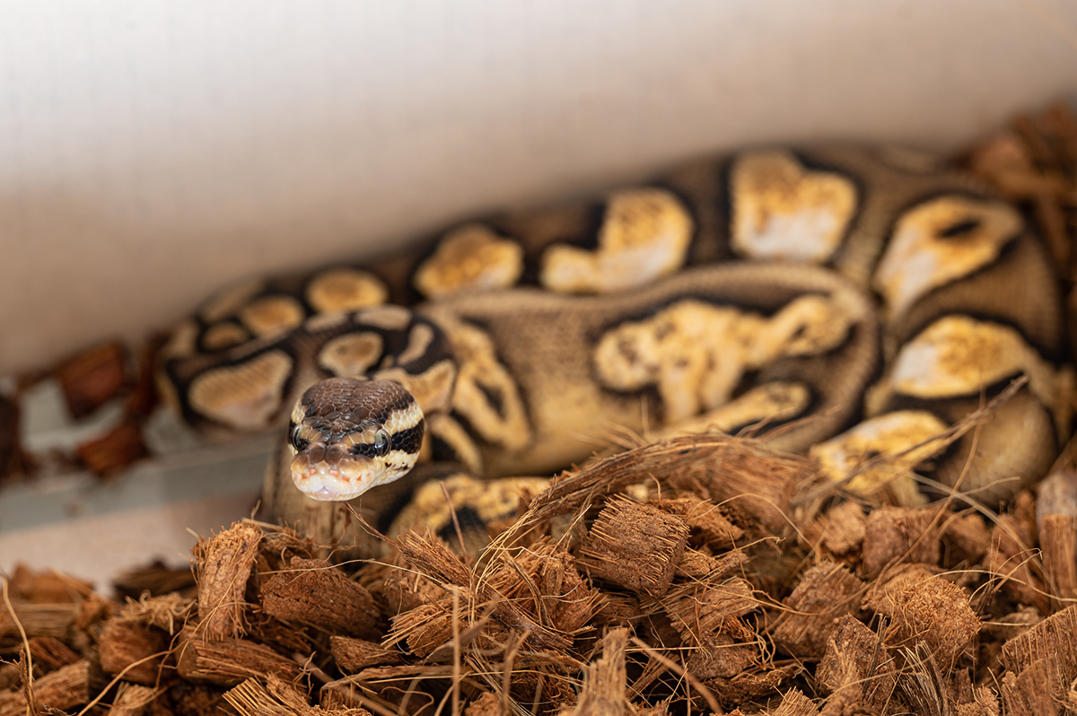 ボールパイソンの飼い方を初心者向けに解説!特徴・モルフ・値段・寿命など基礎知識まとめの画像05