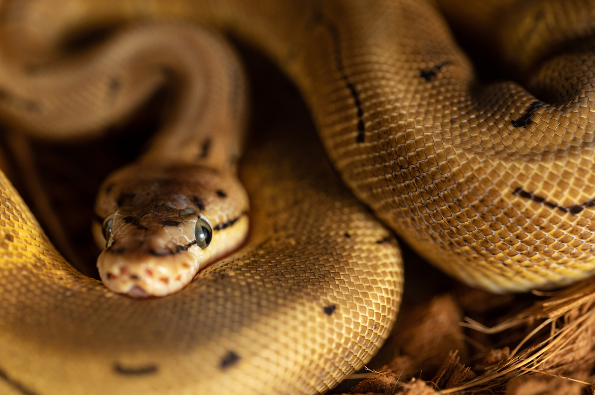ボールパイソンの飼い方を初心者向けに解説!特徴・モルフ・値段・寿命など基礎知識まとめの画像06