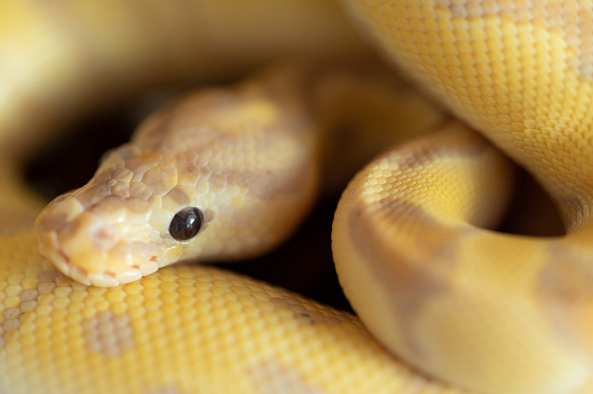 ボールパイソンの飼い方を初心者向けに解説!特徴・モルフ・値段・寿命など基礎知識まとめの画像11