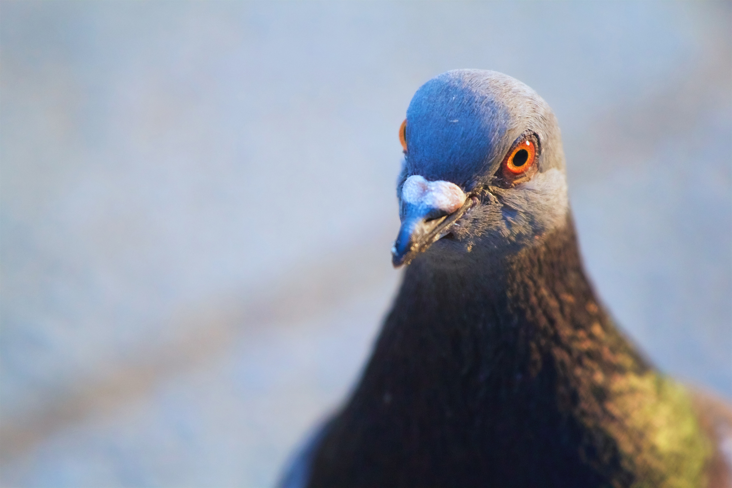 鳩の巣が「しょぼい」のはなぜ?原理や作らせない対策、駆除したいときの対処法も紹介の画像01