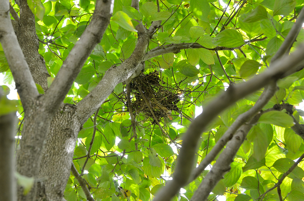 鳩の巣が「しょぼい」のはなぜ?原理や作らせない対策、駆除したいときの対処法も紹介の画像02