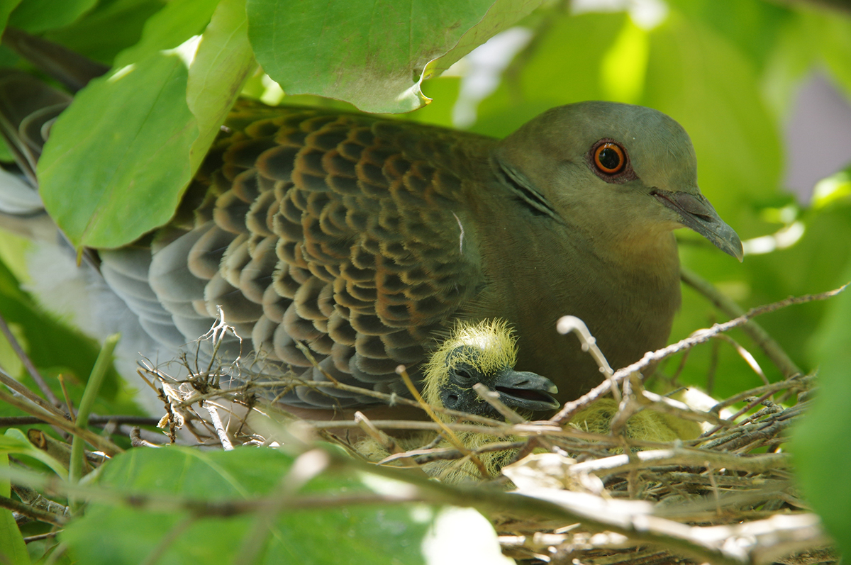 鳩の巣が「しょぼい」のはなぜ?原理や作らせない対策、駆除したいときの対処法も紹介の画像03