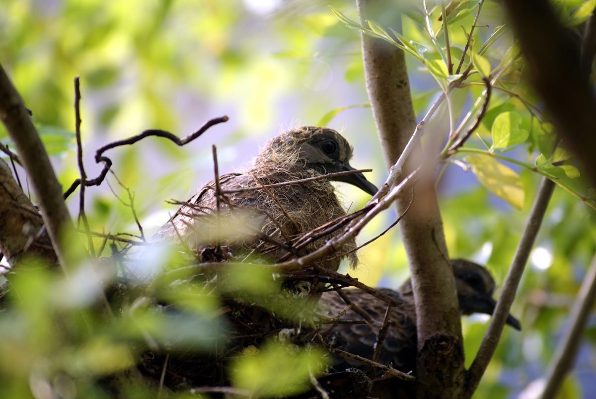 鳩の巣が「しょぼい」のはなぜ?原理や作らせない対策、駆除したいときの対処法も紹介の画像08