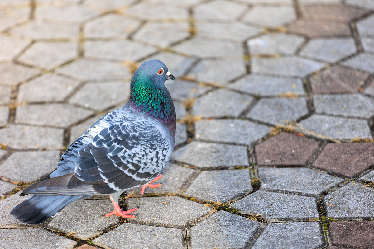 鳩の巣が「しょぼい」のはなぜ?原理や作らせない対策、駆除したいときの対処法も紹介の画像12