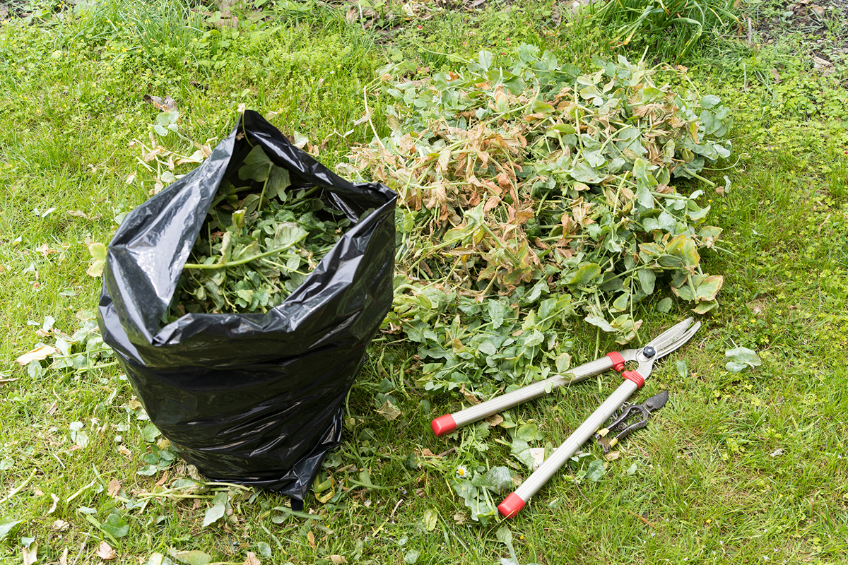 雑草対策18選!芝生・グランドカバー植物・重曹・除草剤など庭におすすめのアイテムを解説の画像02