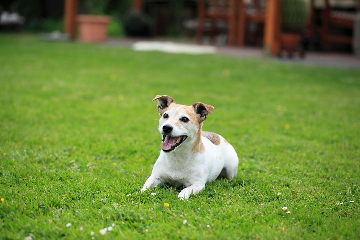 雑草対策18選!芝生・グランドカバー植物・重曹・除草剤など庭におすすめのアイテムを解説の画像03