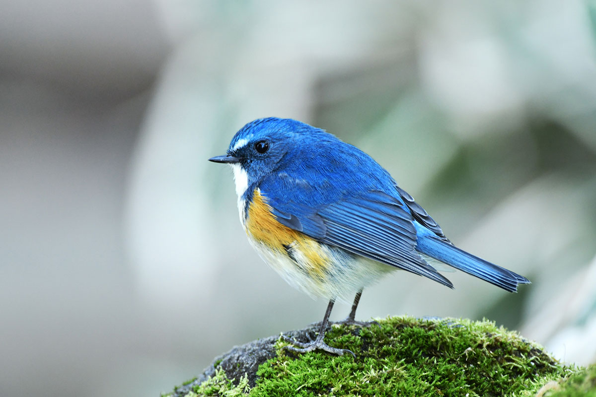 「る」から始まる言葉一覧表|しりとりを徹底攻略の画像30