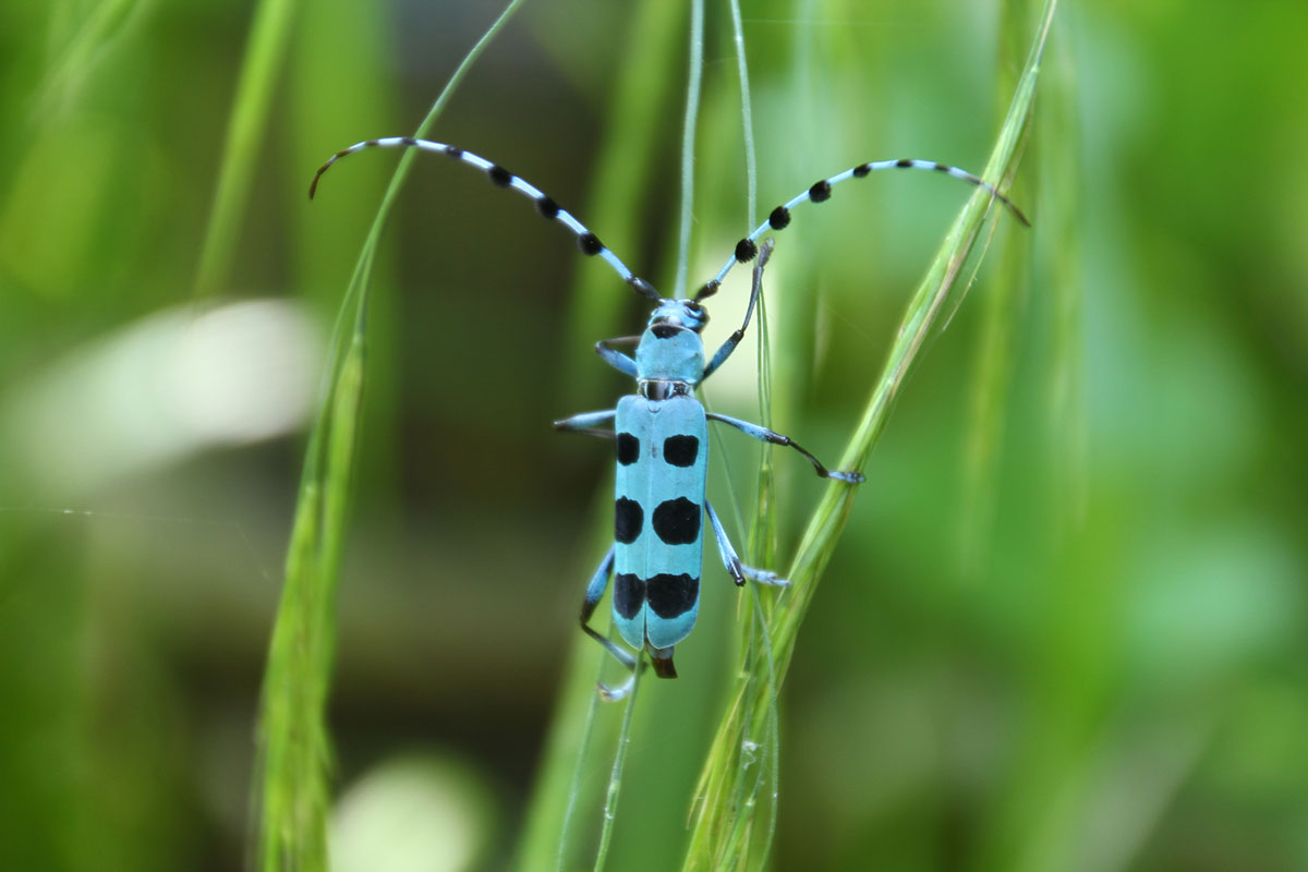 「る」から始まる言葉一覧表|しりとりを徹底攻略の画像31