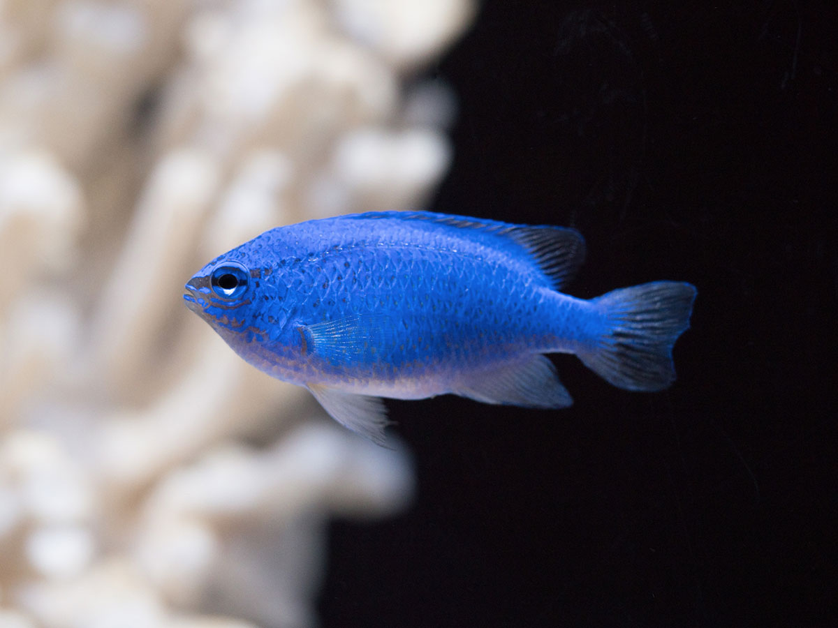 「る」から始まる言葉一覧表|しりとりを徹底攻略の画像32