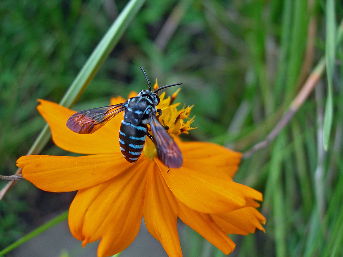 「る」から始まる言葉一覧表|しりとりを徹底攻略の画像33