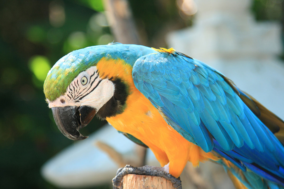 「る」から始まる言葉一覧表|しりとりを徹底攻略の画像34