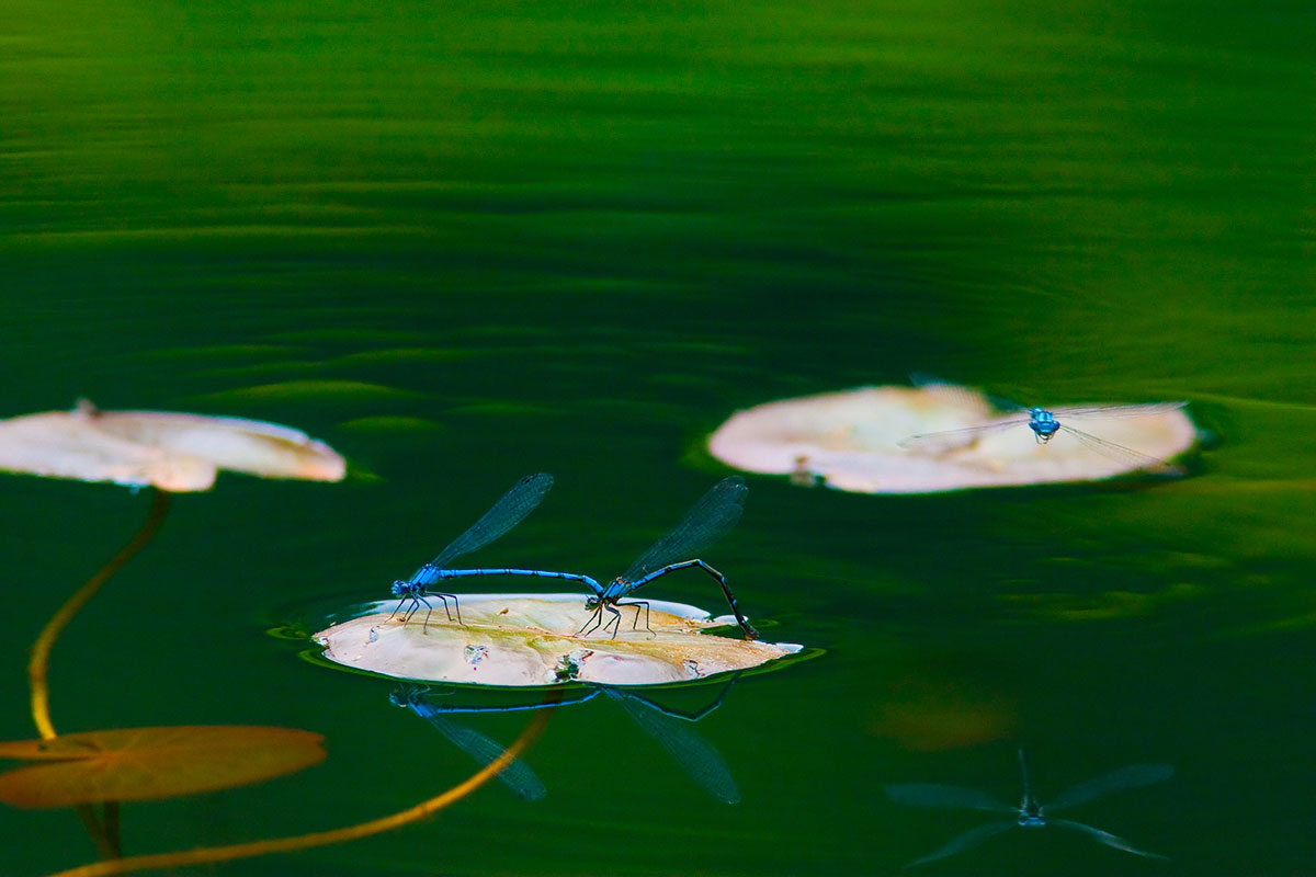 「る」から始まる言葉一覧表|しりとりを徹底攻略の画像35
