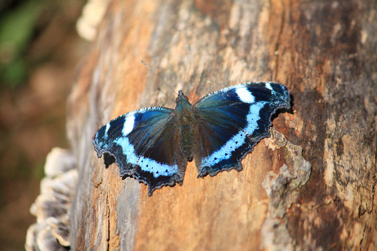 「る」から始まる言葉一覧表|しりとりを徹底攻略の画像36