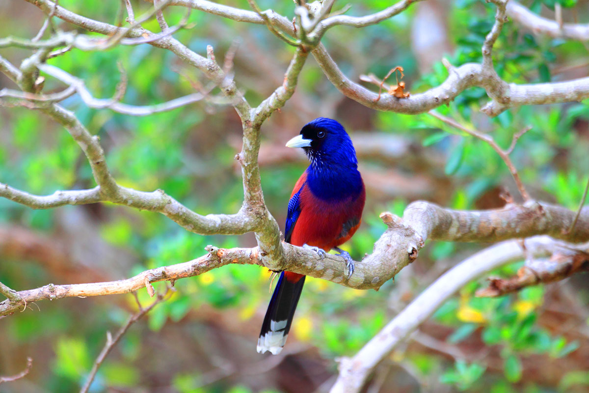 「る」から始まる言葉一覧表|しりとりを徹底攻略の画像43