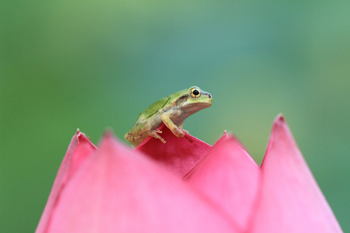 「る」から始まる言葉一覧表|しりとりを徹底攻略の画像57