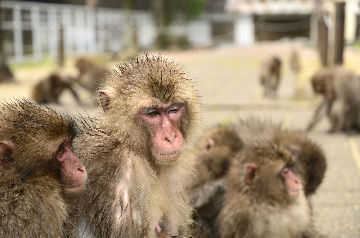 「る」から始まる言葉一覧表|しりとりを徹底攻略の画像58