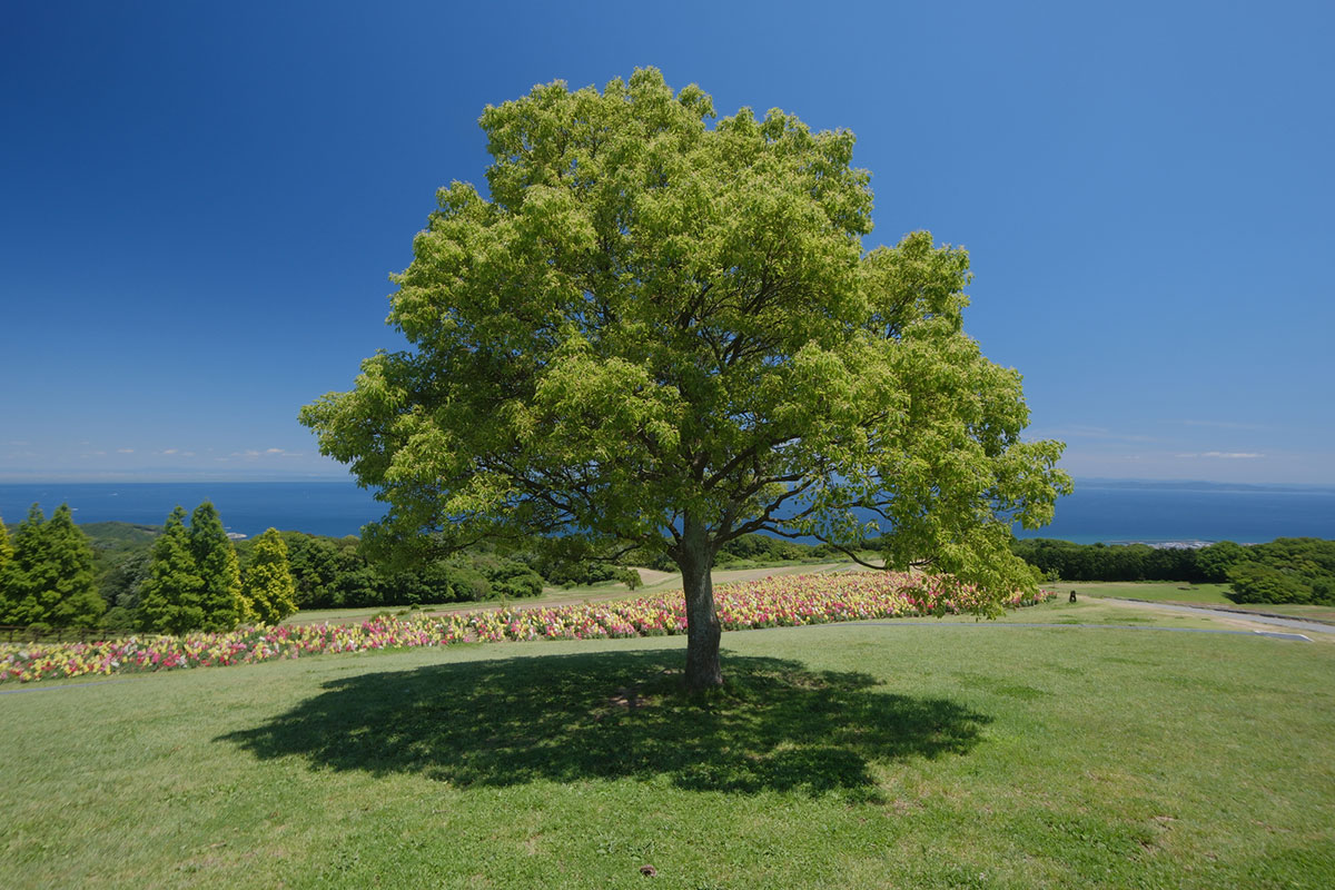 【面白い】難読漢字クイズ一覧100選!動物・食べ物などいくつ答えられる?【脳トレ】の画像06
