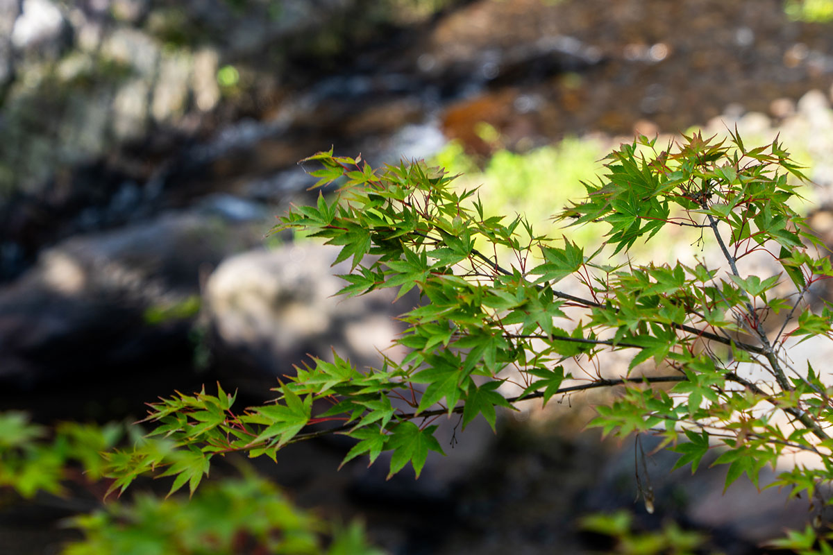 【読めたらスゴイ】難しい漢字一覧まとめの画像08