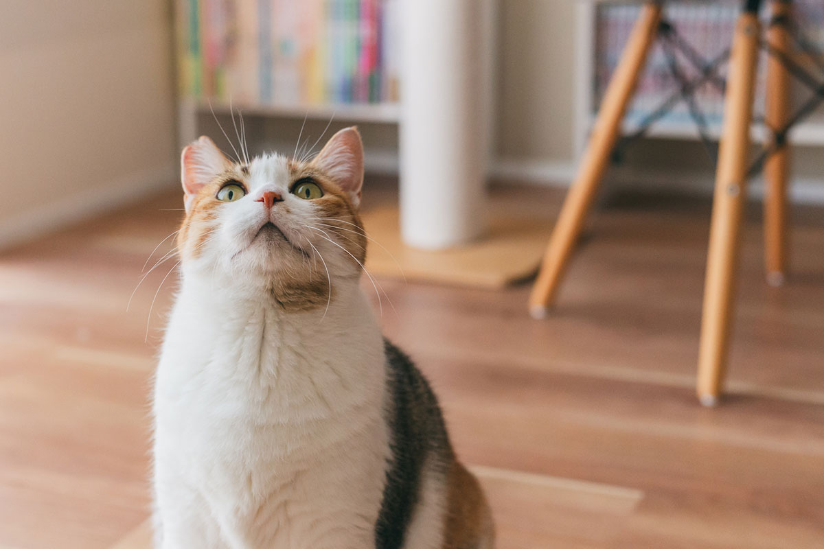 珍しい苗字219選!レアな苗字から難読まで紹介の画像13