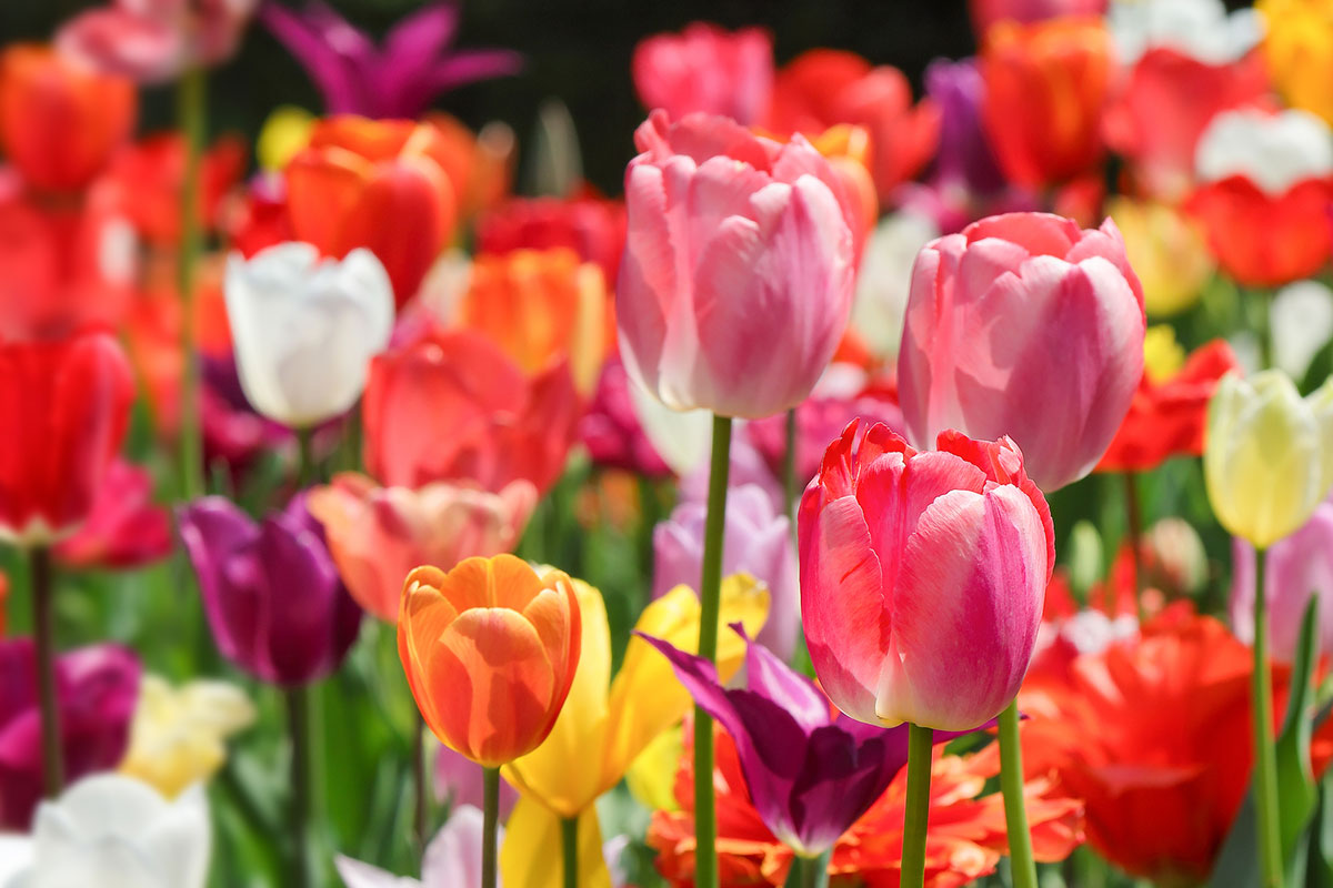 かっこいい苗字315選！創作にも使える？和風な印象から自然関連までの画像19