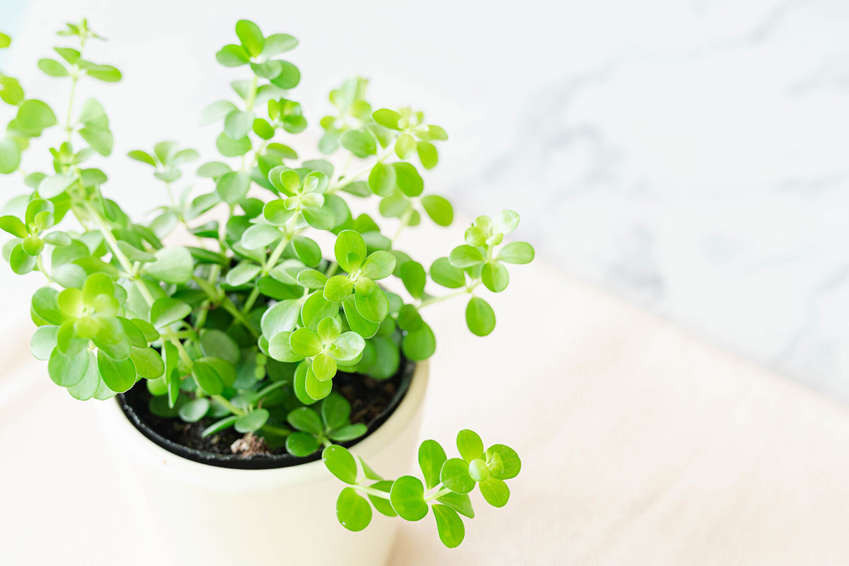 蛇の夢は金運アップや幸運の兆し？大きさ・数・色・感情など状況別に意味を紹介の画像12