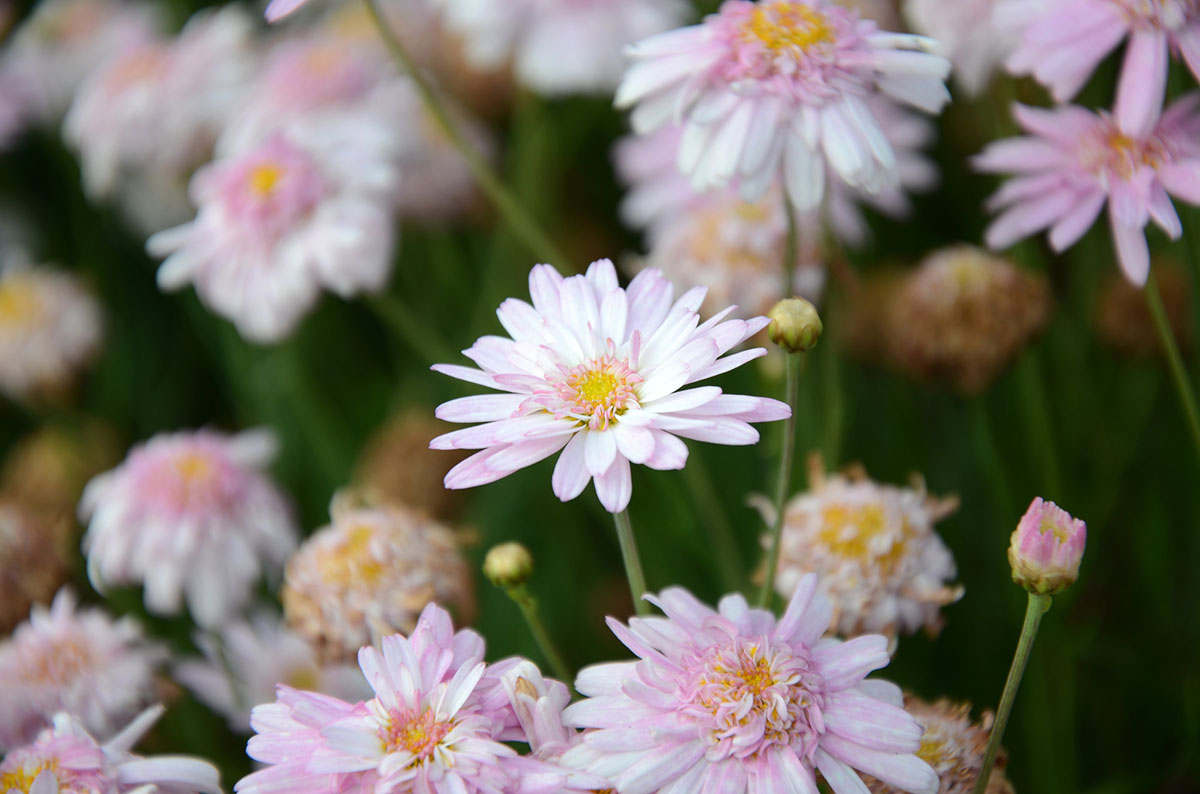 かっこいい漢字131選|一文字から四文字まで力強い、難しい漢字を紹介の画像03