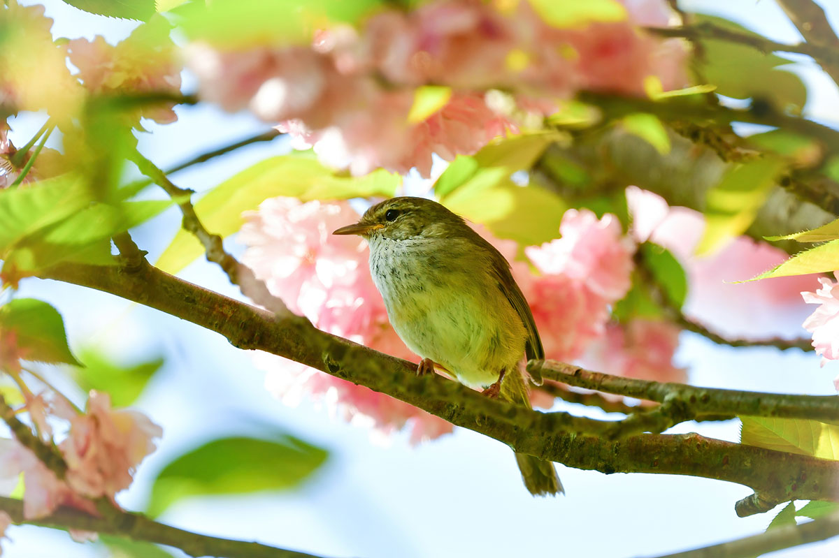 かわいい苗字295選!ふわふわ・ゆめかわ系から和風・古風な苗字までの画像02