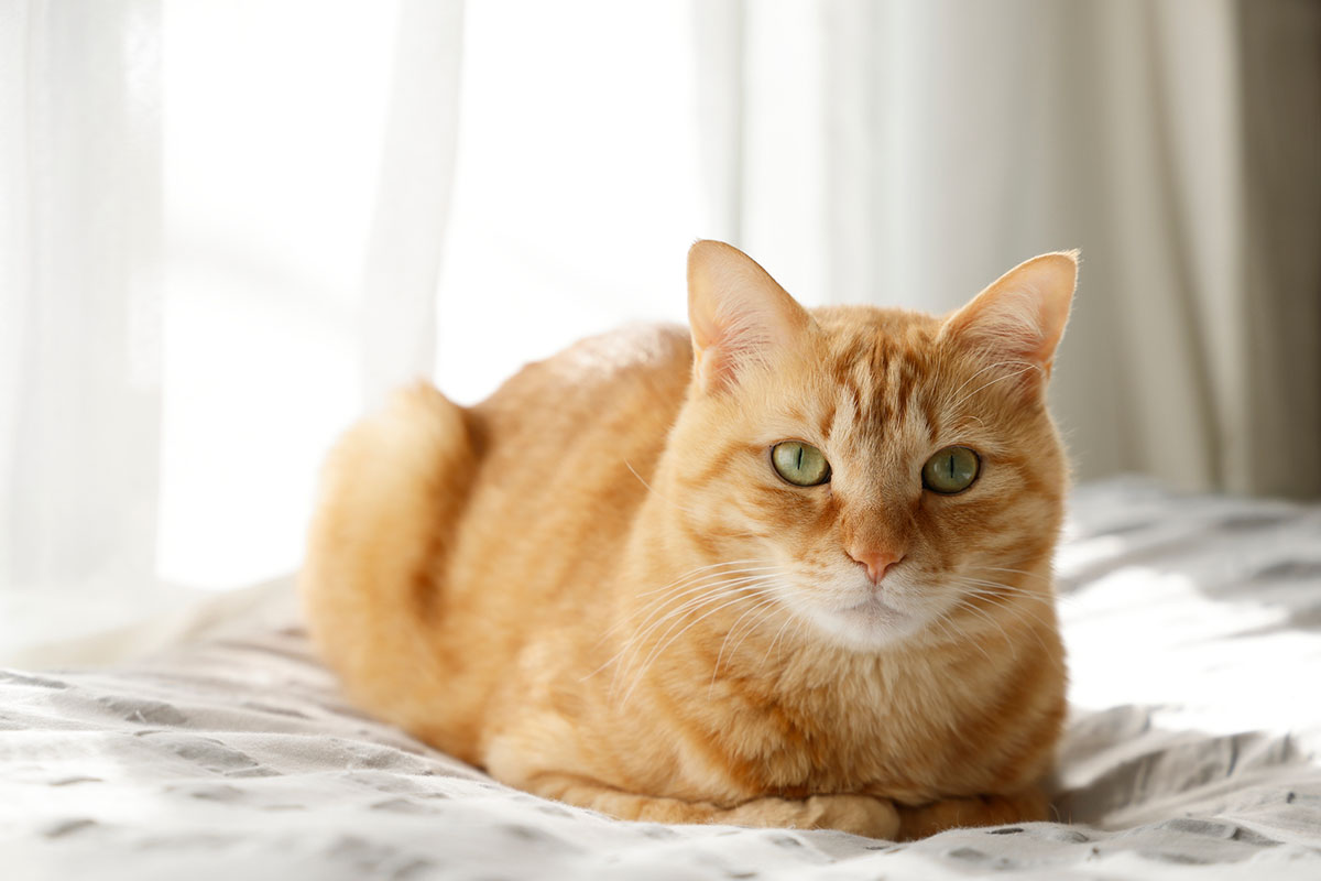 かわいい苗字295選!ふわふわ・ゆめかわ系から和風・古風な苗字までの画像11