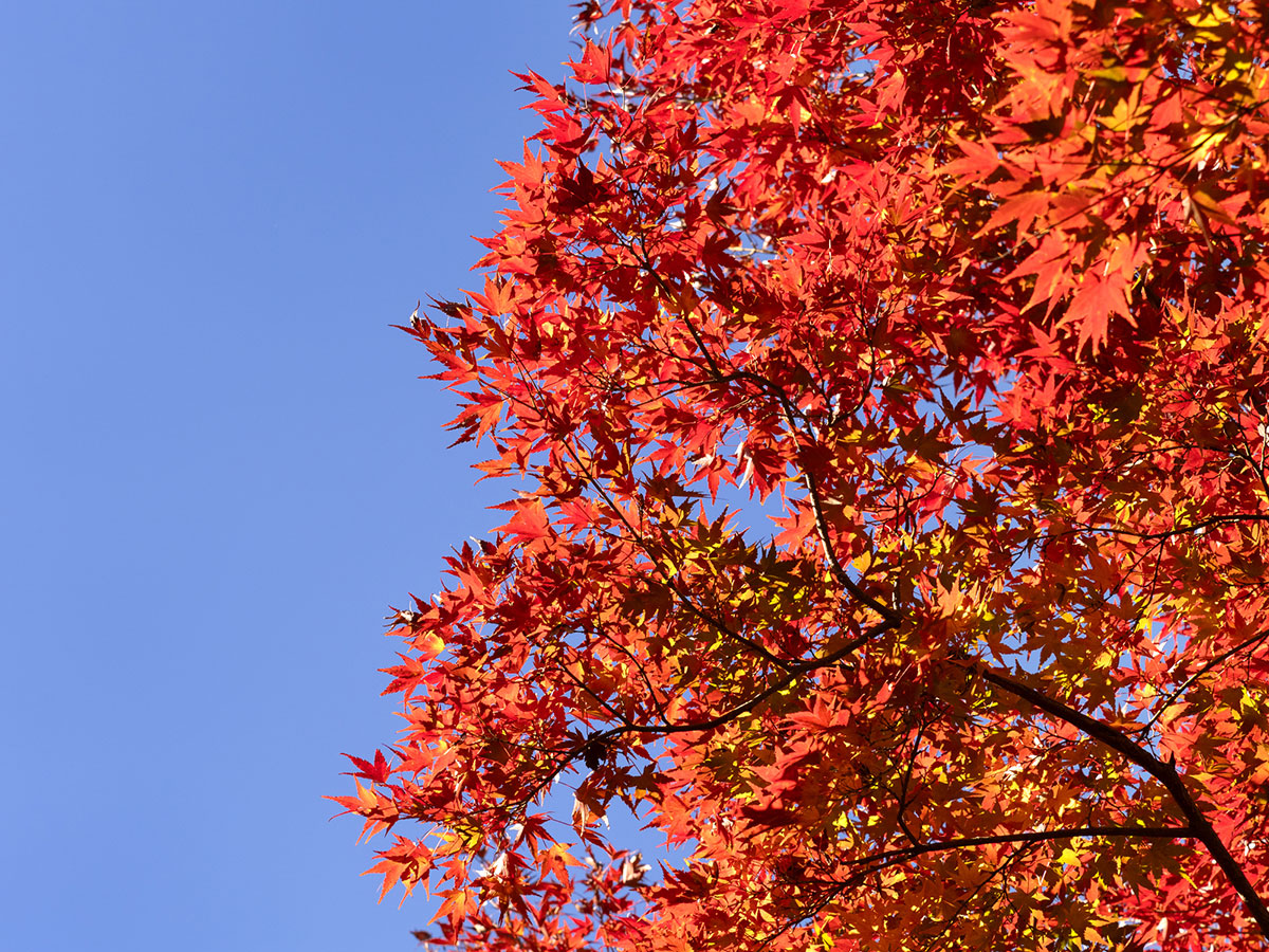 かわいい苗字295選!ふわふわ・ゆめかわ系から和風・古風な苗字までの画像14