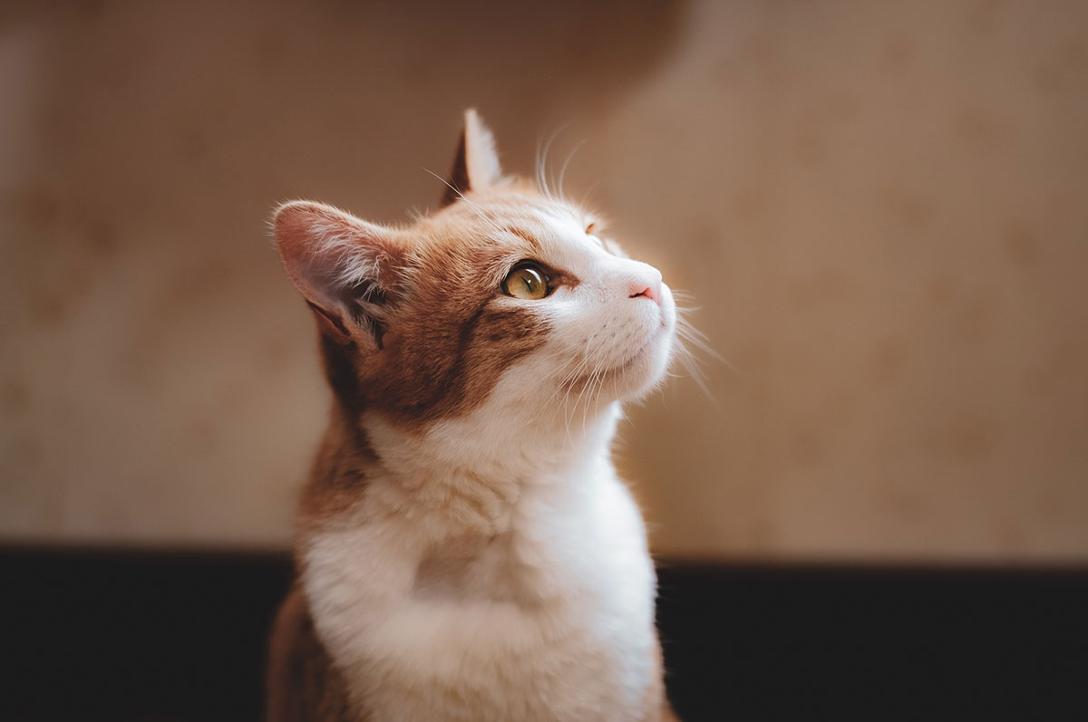 追いかけられる夢の意味は？逃げ切る・捕まる・殺されそうなどの状況別に心理を解説の画像05