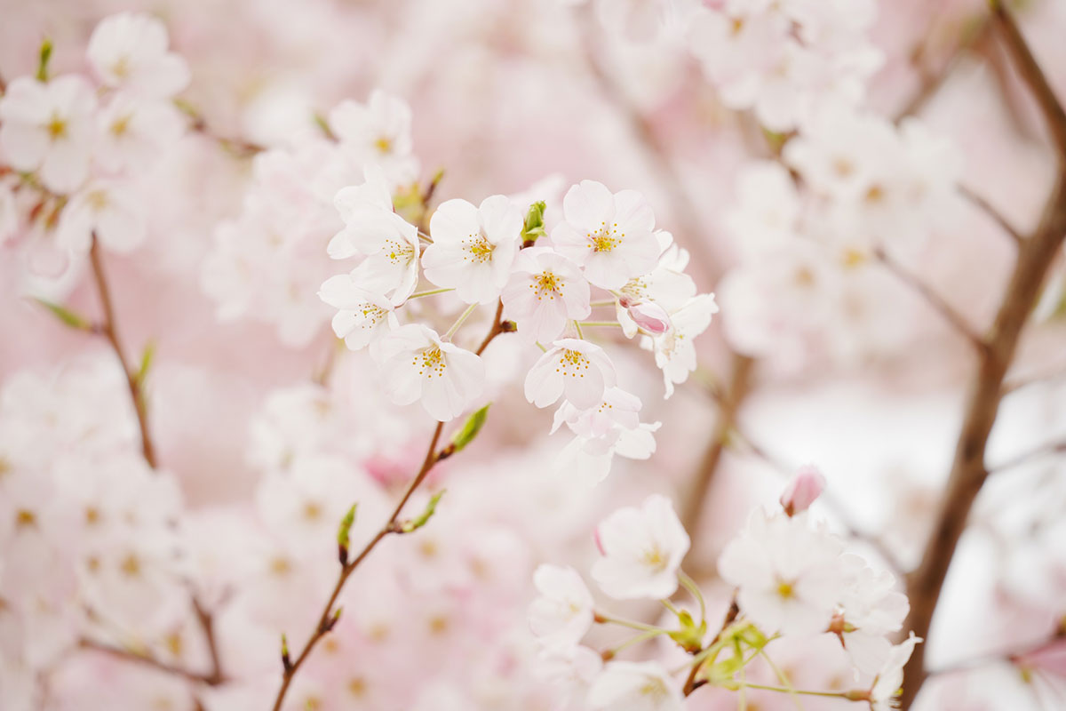 短い名言集66選！偉人の言葉やかっこいい名言、英語や卒業式におすすめの言葉も紹介の画像11